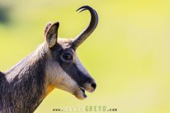 Chamois des Alpes