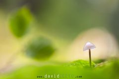 Champignon