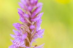 Dactylorhize tâcheté ; Heath spotted-orchid