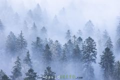 Forêt d'épicéas dans le brouillard givrant ; Spruce forest in freezing fog