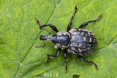 Grand charançon du pin ; The large pine weevil