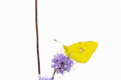 Le Souci ; Clouded yellow