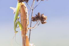 Mante religieuse ; European mantis