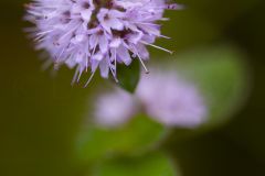 Menthe aquatique ; Water mint