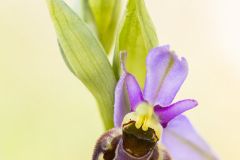 Ophrys bourdon ; Late spider orchid