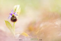 Ophrys bourdon ; Late spider orchid