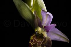 Ophrys bourdon