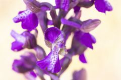 Orchis bouffon ; Green-winged orchid