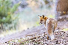 Renard roux ; Red fox