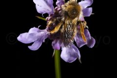 Abeille à culottes