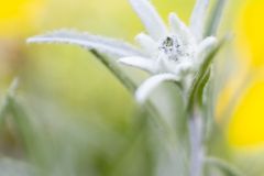 Edelweiss