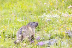 Marmotte des Alpes