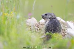 Marmotte des Alpes