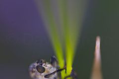 Mouche Asilidae