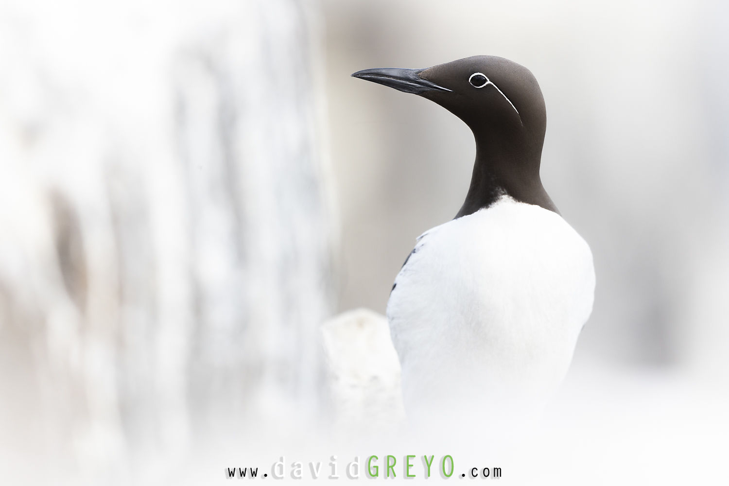 Guillemot de Troïl