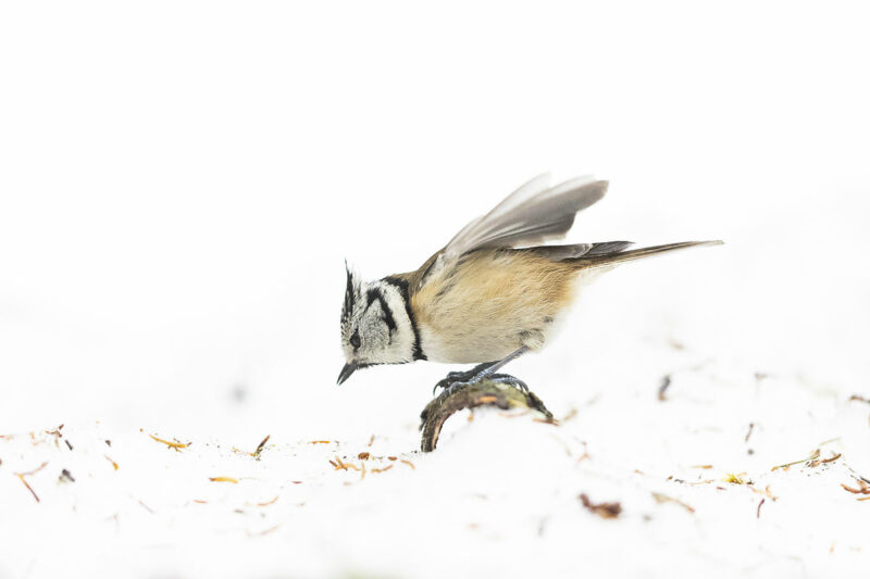 Mésange huppée