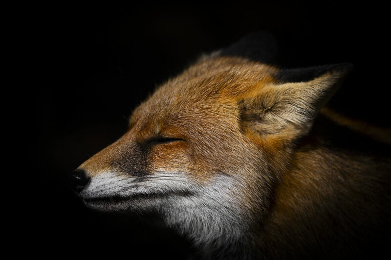 Renard