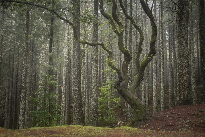 L’Arbre magique